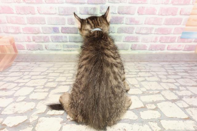新潟県のキンカロー (Coo&RIKUイオンモール新発田店/2025年6月11日生まれ/男の子/ブラウンタビー)の子猫の4枚目の画像