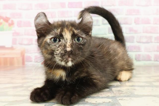 富山県のキンカロー (Coo&RIKU富山店/2025年6月11日生まれ/女の子/トーティーシェル)の子猫の2枚目の画像