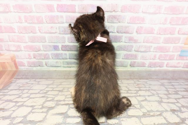 富山県のキンカロー (Coo&RIKU富山店/2025年6月11日生まれ/女の子/トーティーシェル)の子猫の4枚目の画像