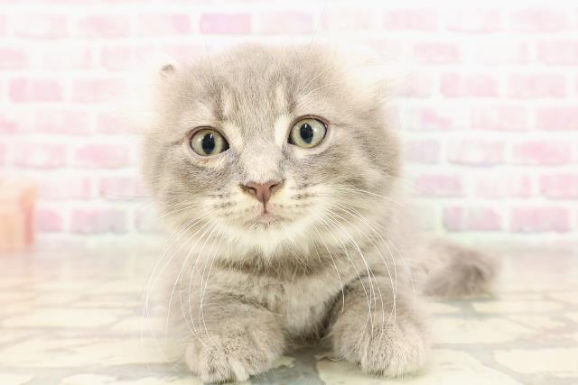 埼玉県のキンカロー (Coo&RIKU川越店/2025年6月11日生まれ/男の子/ブルータビー)の子猫の1枚目の画像