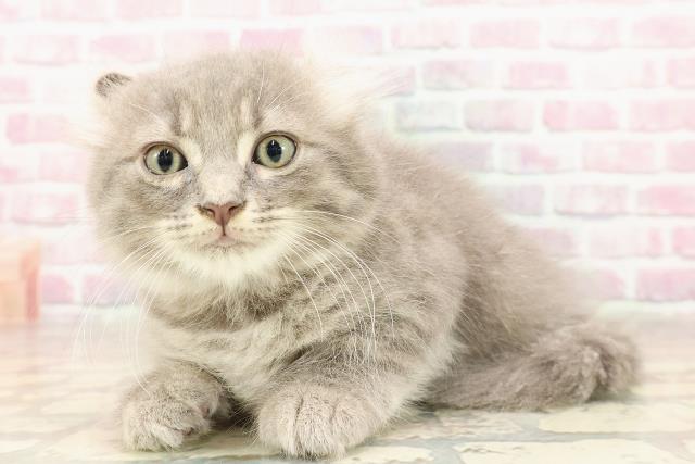埼玉県のキンカロー (Coo&RIKU川越店/2025年6月11日生まれ/男の子/ブルータビー)の子猫の2枚目の画像
