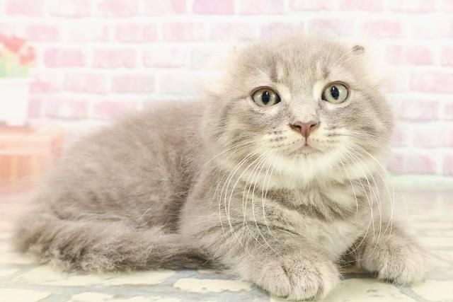 埼玉県のキンカロー (Coo&RIKU川越店/2025年6月11日生まれ/男の子/ブルータビー)の子猫の3枚目の画像
