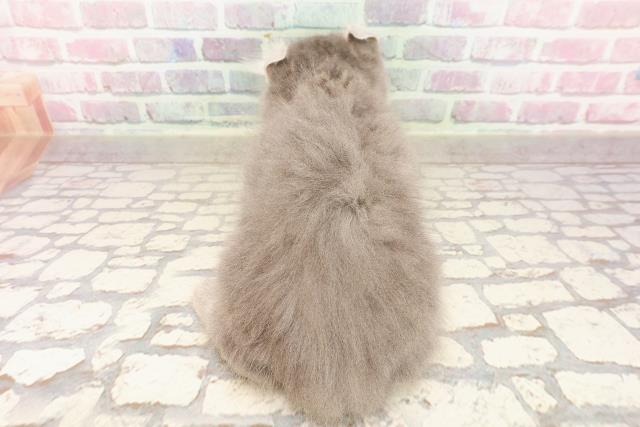 埼玉県のキンカロー (Coo&RIKU川越店/2025年6月11日生まれ/男の子/ブルータビー)の子猫の4枚目の画像