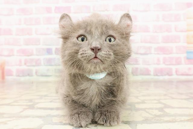 岐阜県のキンカロー (Coo&RIKU各務原店/2025年6月11日生まれ/男の子/ブルータビー)の子猫の1枚目の画像