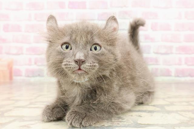 岐阜県のキンカロー (Coo&RIKU各務原店/2025年6月11日生まれ/男の子/ブルータビー)の子猫の2枚目の画像