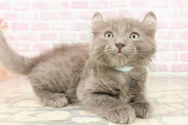 岐阜県のキンカロー (Coo&RIKU各務原店/2025年6月11日生まれ/男の子/ブルータビー)の子猫の3枚目の画像