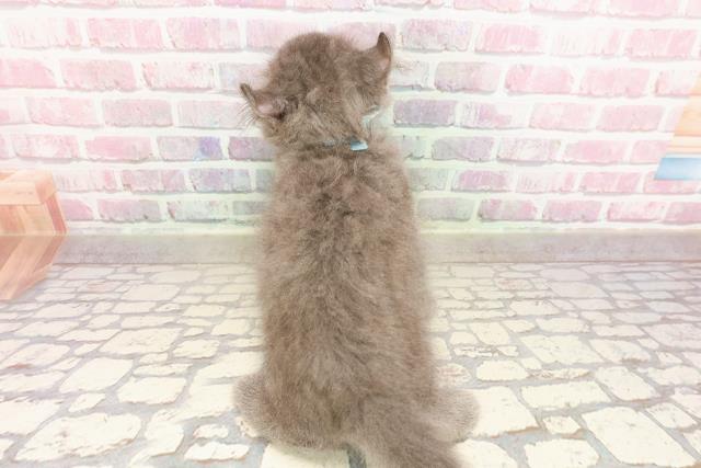 岐阜県のキンカロー (Coo&RIKU各務原店/2025年6月11日生まれ/男の子/ブルータビー)の子猫の4枚目の画像