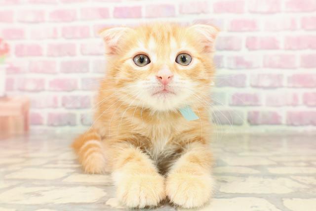 神奈川県のスコティッシュフォールド (Coo&RIKU長津田店/2025年6月14日生まれ/男の子/レッドタビー)の子猫の1枚目の画像