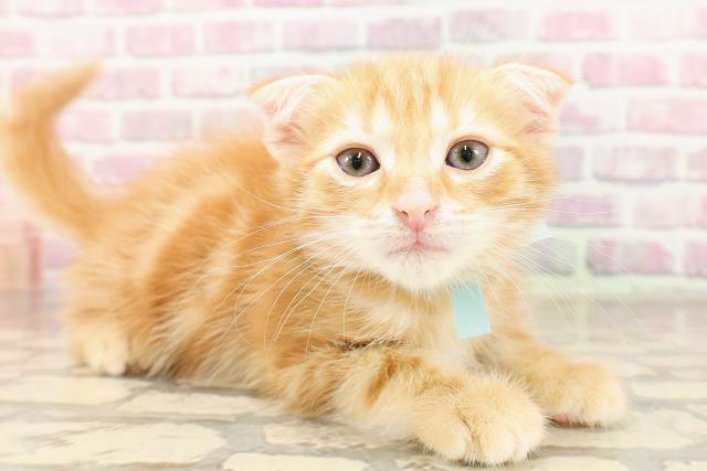 神奈川県のスコティッシュフォールド (Coo&RIKU長津田店/2025年6月14日生まれ/男の子/レッドタビー)の子猫の3枚目の画像