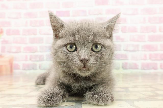 長野県のスコティッシュフォールド (Coo&RIKU松本店/2025年6月14日生まれ/男の子/ブルー)の子猫の1枚目の画像