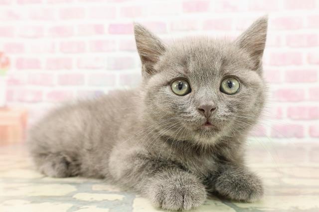 長野県のスコティッシュフォールド (Coo&RIKU松本店/2025年6月14日生まれ/男の子/ブルー)の子猫の3枚目の画像