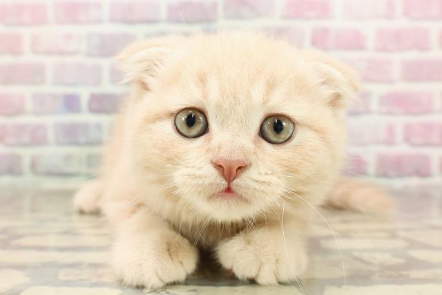 神奈川県のスコティッシュフォールド (Coo&RIKUパウ川崎店/2025年6月12日生まれ/男の子/クリームタビー)の子猫の1枚目の画像