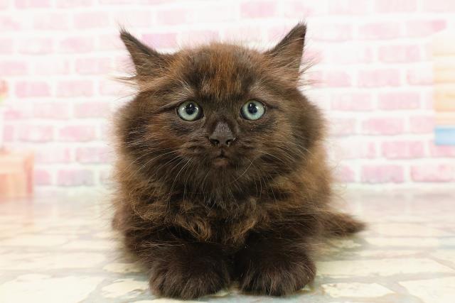 長野県のラガマフィン (Coo&RIKU松本店/2025年6月15日生まれ/男の子/ブラック)の子猫の1枚目の画像