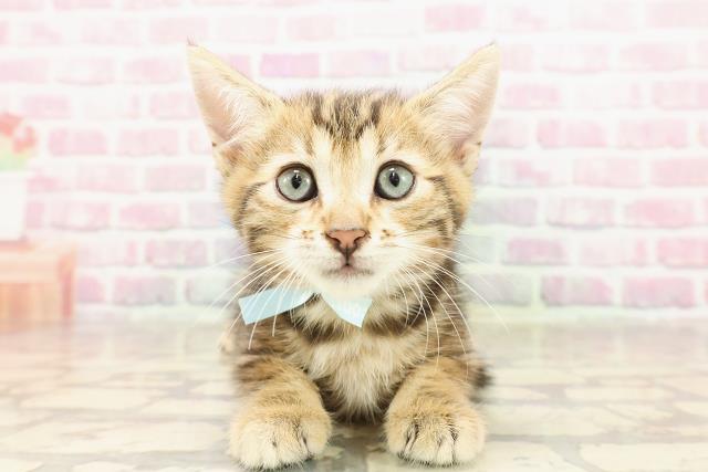 東京都のジェネッタ (Coo&RIKU足立本店/2025年6月13日生まれ/男の子/ブラウンタビー)の子猫の1枚目の画像