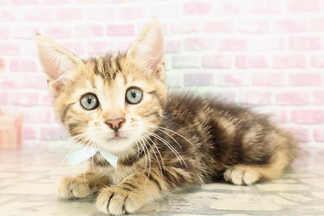 東京都のジェネッタ (Coo&RIKU足立本店/2025年6月13日生まれ/男の子/ブラウンタビー)の子猫の2枚目の画像