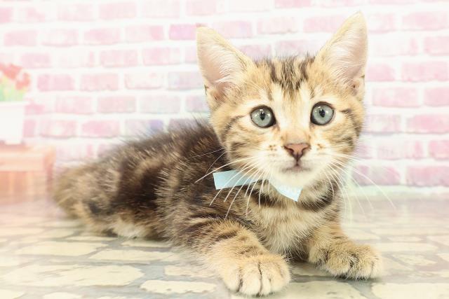 東京都のジェネッタ (Coo&RIKU足立本店/2025年6月13日生まれ/男の子/ブラウンタビー)の子猫の3枚目の画像