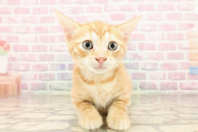 新潟県のジェネッタ (Coo&RIKU上越店/2025年6月13日生まれ/男の子/レッドタビー)の子猫の1枚目の画像