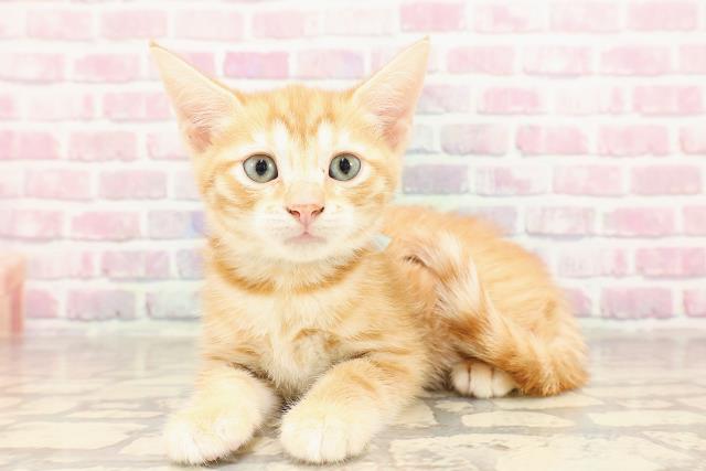 新潟県のジェネッタ (Coo&RIKU上越店/2025年6月13日生まれ/男の子/レッドタビー)の子猫の2枚目の画像