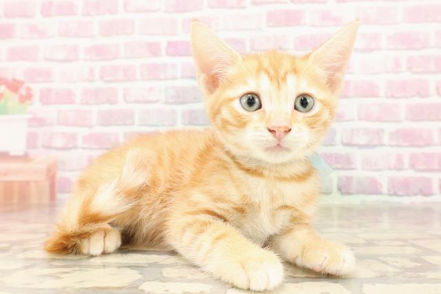新潟県のジェネッタ (Coo&RIKU上越店/2025年6月13日生まれ/男の子/レッドタビー)の子猫の3枚目の画像