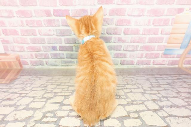 新潟県のジェネッタ (Coo&RIKU上越店/2025年6月13日生まれ/男の子/レッドタビー)の子猫の4枚目の画像