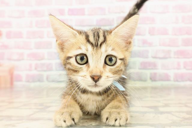 富山県のジェネッタ (Coo&RIKU富山店/2025年6月13日生まれ/男の子/ブラウンタビー)の子猫の1枚目の画像