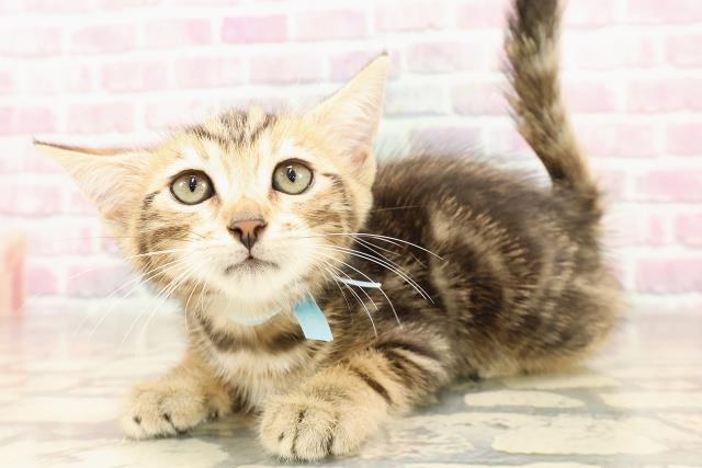 富山県のジェネッタ (Coo&RIKU富山店/2025年6月13日生まれ/男の子/ブラウンタビー)の子猫の2枚目の画像