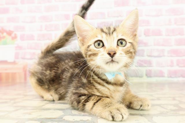 富山県のジェネッタ (Coo&RIKU富山店/2025年6月13日生まれ/男の子/ブラウンタビー)の子猫の3枚目の画像
