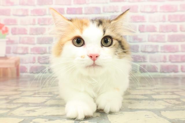 Wこ一ちゃん 新品PAUL&JOE SISTER 猫プリント スタジャン Wこ一ちゃん 新品PAUL&JOE SISTER 猫プリント スタジャン Wこ一