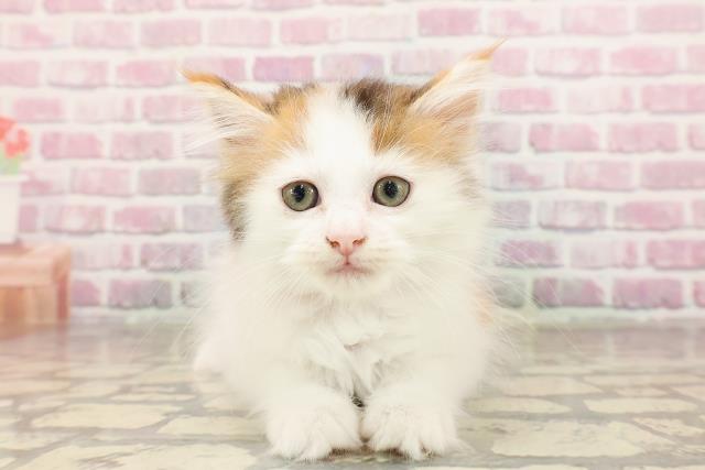 岐阜県のサイベリアン (Coo&RIKU岐阜店/2025年6月10日生まれ/女の子/キャリコ)の子猫の1枚目の画像