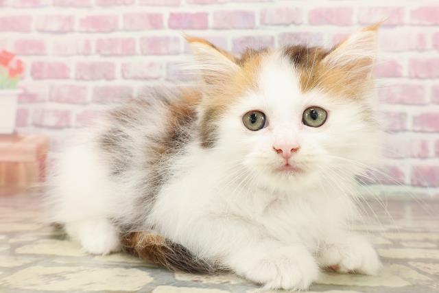 岐阜県のサイベリアン (Coo&RIKU岐阜店/2025年6月10日生まれ/女の子/キャリコ)の子猫の3枚目の画像