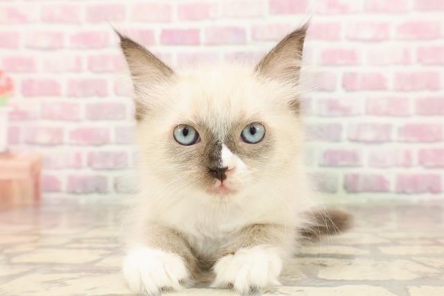 富山県のラグドール (Coo&RIKU富山店/2025年6月14日生まれ/女の子/シールポイントミテッド)の子猫の1枚目の画像