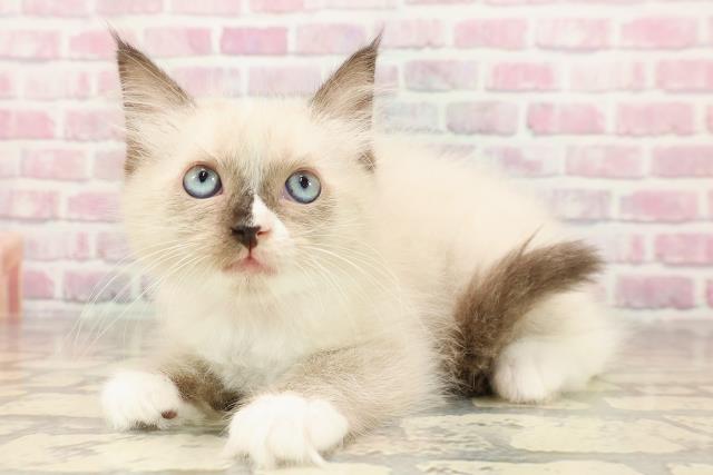 富山県のラグドール (Coo&RIKU富山店/2025年6月14日生まれ/女の子/シールポイントミテッド)の子猫の2枚目の画像