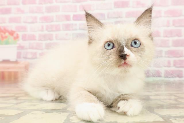 富山県のラグドール (Coo&RIKU富山店/2025年6月14日生まれ/女の子/シールポイントミテッド)の子猫の3枚目の画像