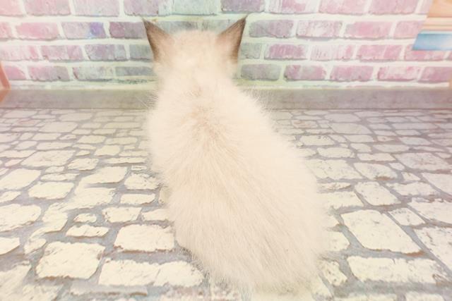富山県のラグドール (Coo&RIKU富山店/2025年6月14日生まれ/女の子/シールポイントミテッド)の子猫の4枚目の画像