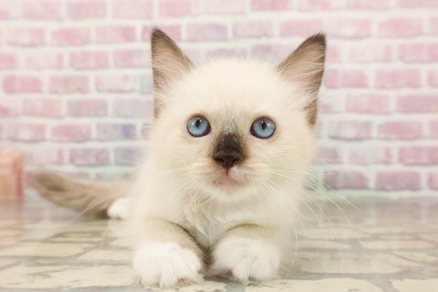 東京都のラグドール (Coo&RIKU足立本店/2025年6月14日生まれ/女の子/シールポイントミテッド)の子猫の1枚目の画像
