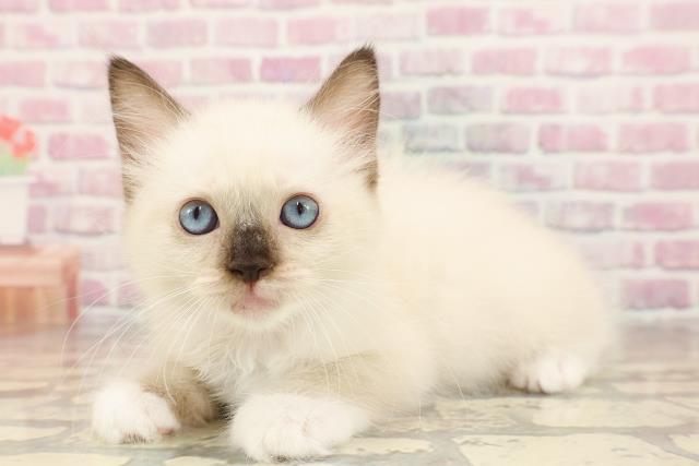東京都のラグドール (Coo&RIKU足立本店/2025年6月14日生まれ/女の子/シールポイントミテッド)の子猫の2枚目の画像