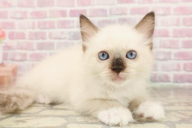 東京都のラグドール (Coo&RIKU足立本店/2025年6月14日生まれ/女の子/シールポイントミテッド)の子猫の3枚目の画像