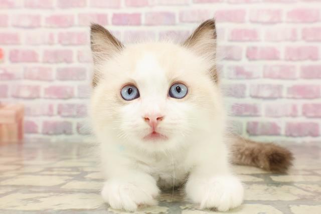 埼玉県のラグドール (Coo&RIKU所沢店/2025年6月14日生まれ/男の子/シールポイントバイカラー)の子猫の1枚目の画像