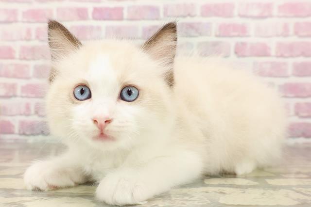 埼玉県のラグドール (Coo&RIKU所沢店/2025年6月14日生まれ/男の子/シールポイントバイカラー)の子猫の2枚目の画像