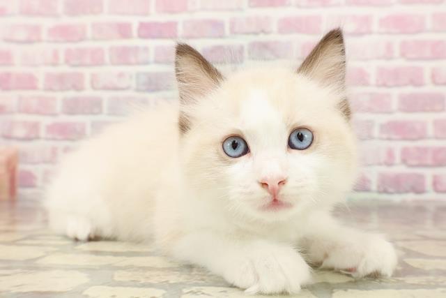 埼玉県のラグドール (Coo&RIKU所沢店/2025年6月14日生まれ/男の子/シールポイントバイカラー)の子猫の3枚目の画像