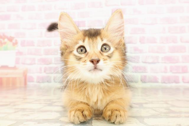埼玉県のソマリ (Coo&RIKU川越店/2025年6月5日生まれ/男の子/ルディ)の子猫の1枚目の画像