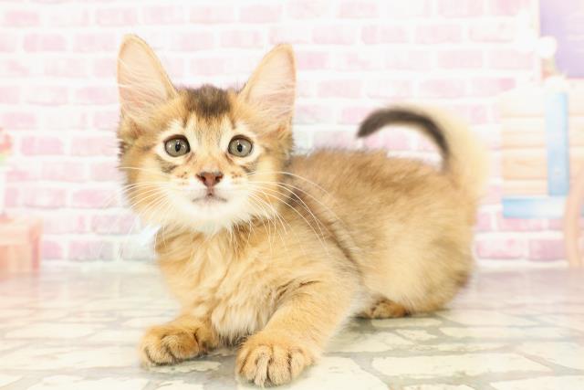 埼玉県のソマリ (Coo&RIKU川越店/2025年6月5日生まれ/男の子/ルディ)の子猫の2枚目の画像