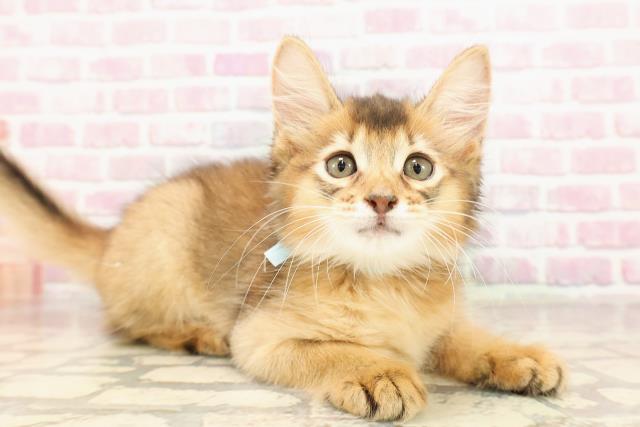 埼玉県のソマリ (Coo&RIKU川越店/2025年6月5日生まれ/男の子/ルディ)の子猫の3枚目の画像