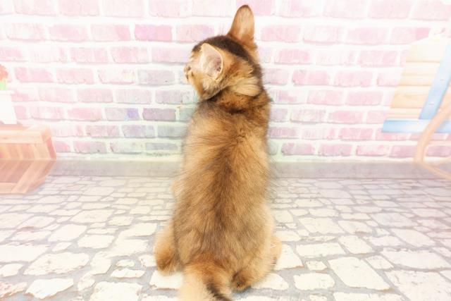 埼玉県のソマリ (Coo&RIKU川越店/2025年6月5日生まれ/男の子/ルディ)の子猫の4枚目の画像