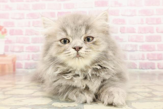 群馬県のミヌエット (Coo&RIKUDCM館林店/2025年5月26日生まれ/男の子/ブルータビー)の子猫