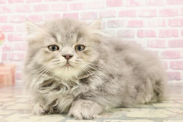 群馬県のミヌエット (Coo&RIKUDCM館林店/2025年5月26日生まれ/男の子/ブルータビー)の子猫の2枚目の画像