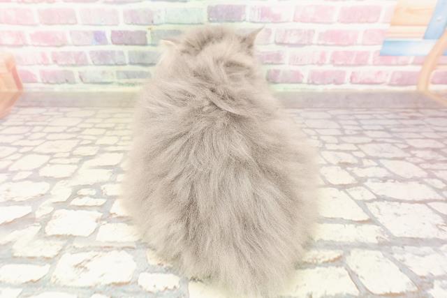 群馬県のミヌエット (Coo&RIKUDCM館林店/2025年5月26日生まれ/男の子/ブルータビー)の子猫の4枚目の画像