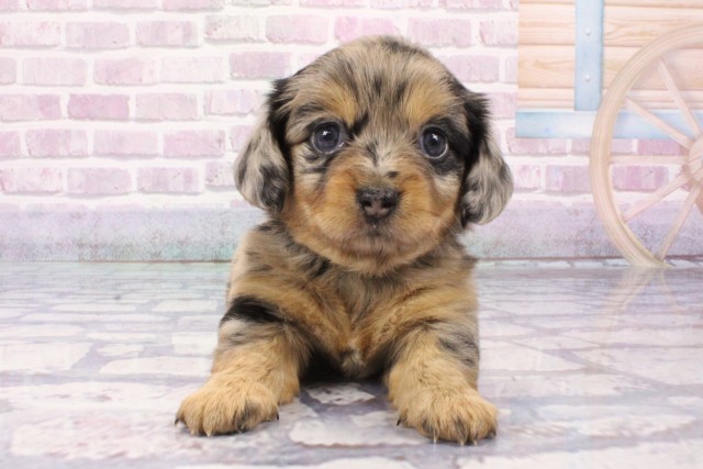 兵庫県のハーフ犬・ミックス犬 (Coo&RIKU神戸東灘店/2025年6月7日生まれ/女の子/シルバーダップル)の子犬の1枚目の画像