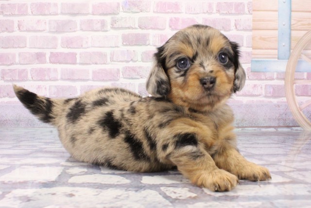兵庫県のハーフ犬・ミックス犬 (Coo&RIKU神戸東灘店/2025年6月7日生まれ/女の子/シルバーダップル)の子犬の2枚目の画像