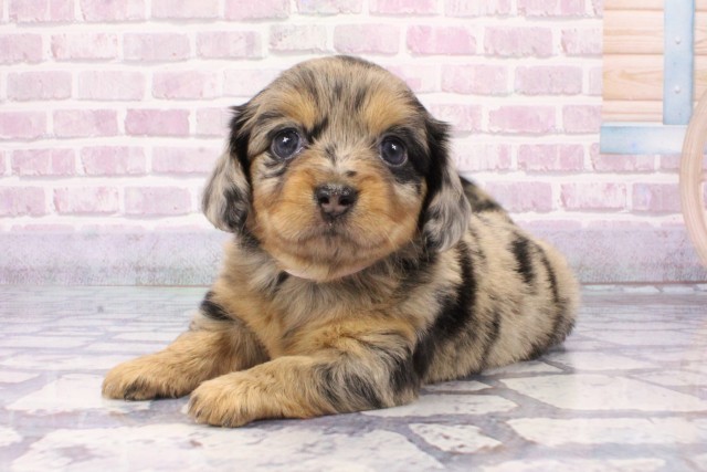 兵庫県のハーフ犬・ミックス犬 (Coo&RIKU神戸東灘店/2025年6月7日生まれ/女の子/シルバーダップル)の子犬の3枚目の画像